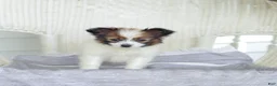 Papillon dogs for sale: Turbo - Ad 1