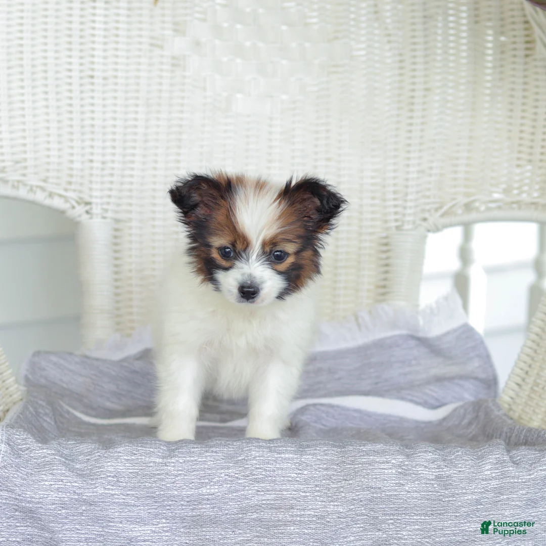 Papillon dogs for sale: Turbo - Ad 1