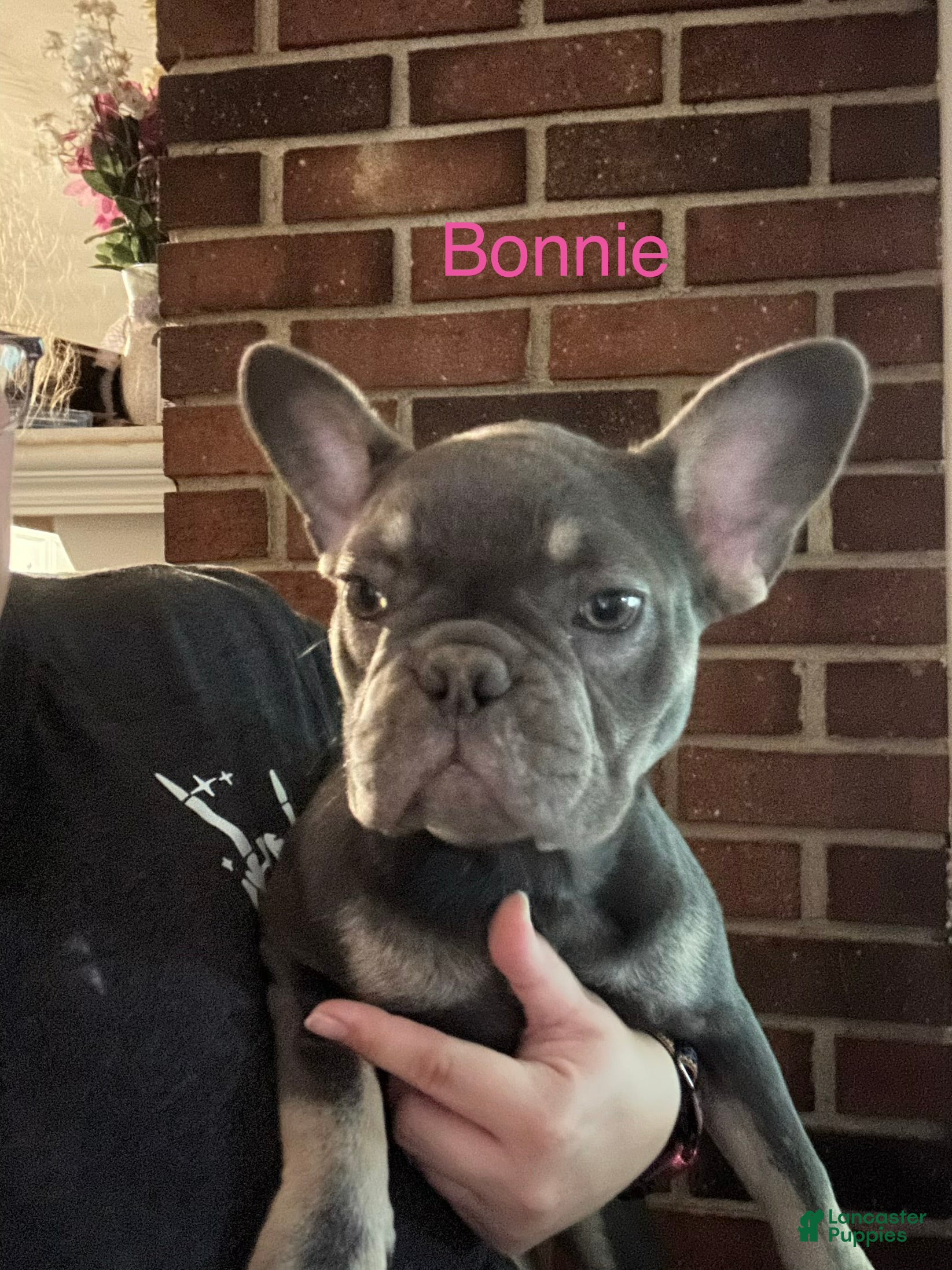 French Bulldog dogs Bonnie_Female - Ad 27