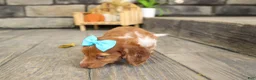 Miniature Dachshund dogs for sale: OLIVER - Ad 6