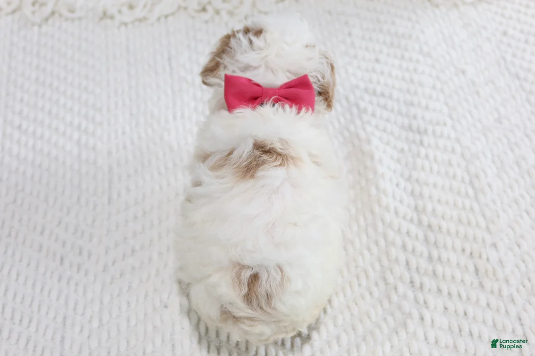 Toy Poodle dogs for sale: Bella - Ad 2