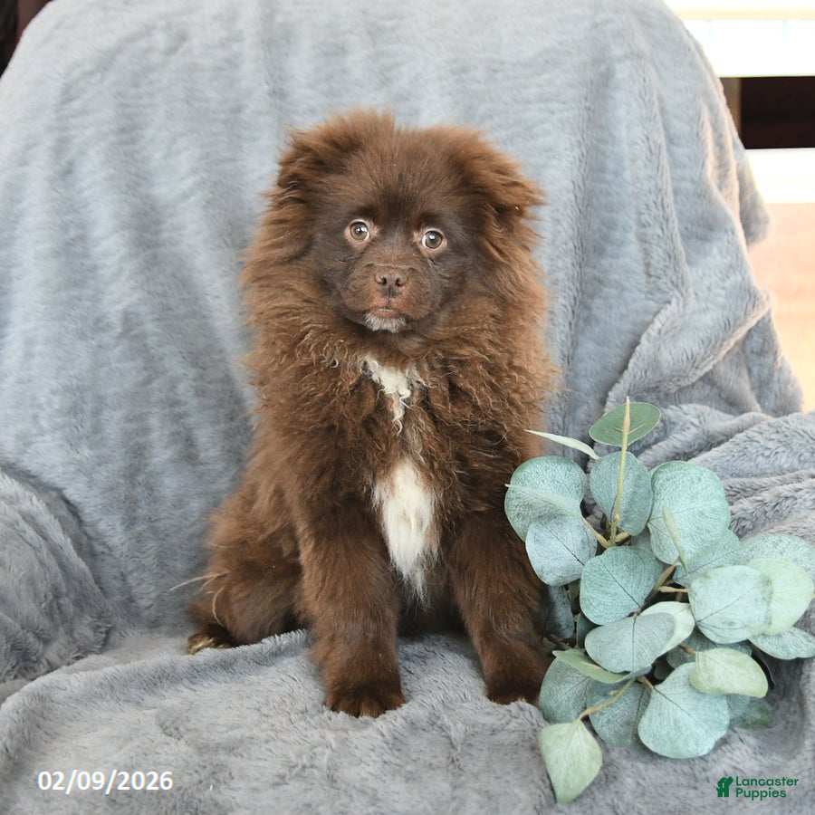 Pomeranian dogs Tommy - Ad 2