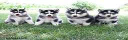 Pomsky dogs for sale: Aurora - Ad 3