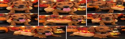 Miniature Dachshund dogs for sale: Miniature Dachshund 1 - Ad 1