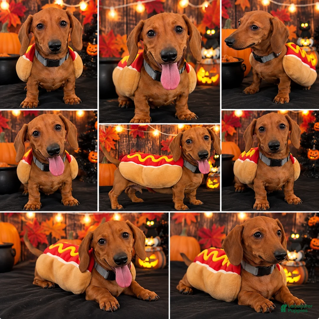 Miniature Dachshund dogs for sale: Miniature Dachshund 1 - Ad 1