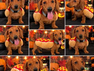 Miniature Dachshund dogs Miniature Dachshund 1 - Ad 14