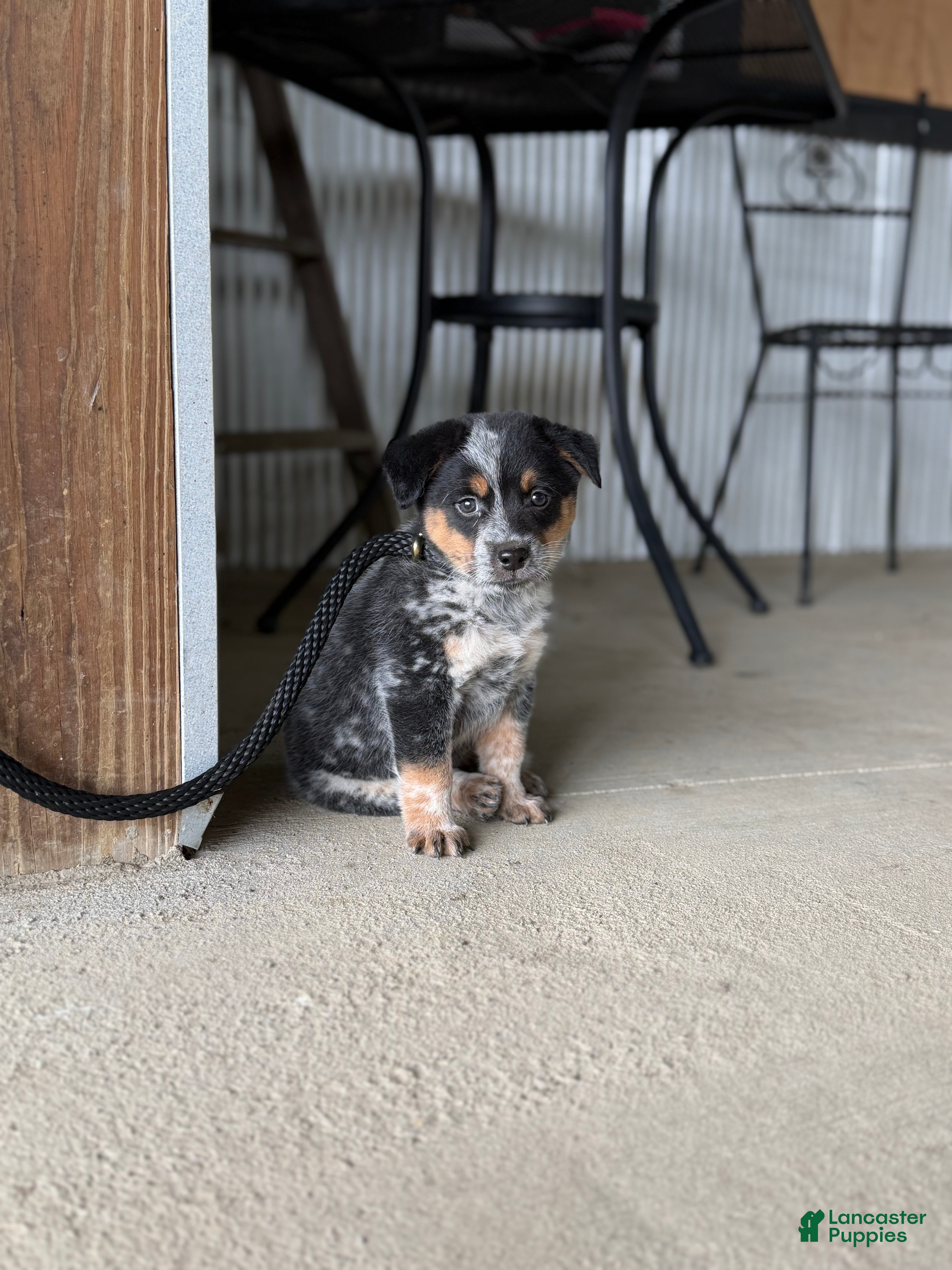 Cowboy, Australian Cattle Dog