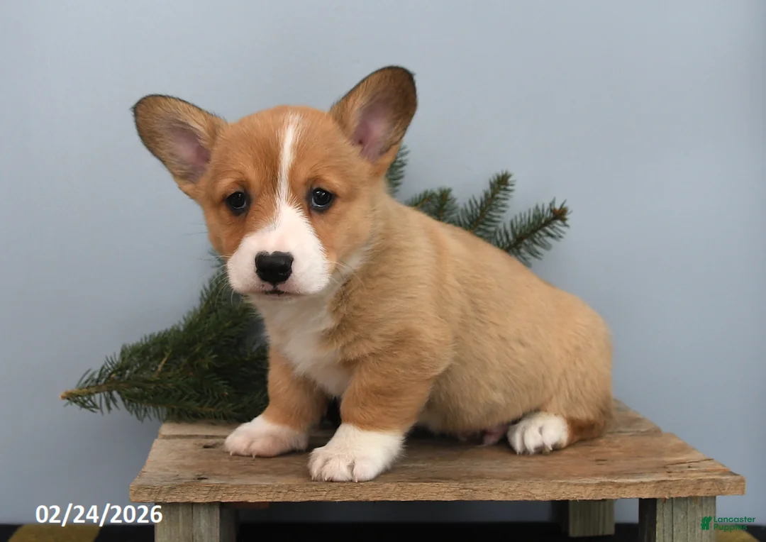 Welsh Corgi Pembroke dogs for sale: Russel - Ad 2