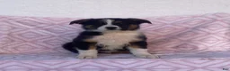 Australian Shepherd dogs for sale: Australian Shepherd 6 - Ad 3