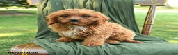 Cavapoo dogs for sale: Michael  - Ad 3