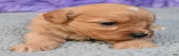 Cavapoo dogs for sale: Cavapoo 3 - Ad 16