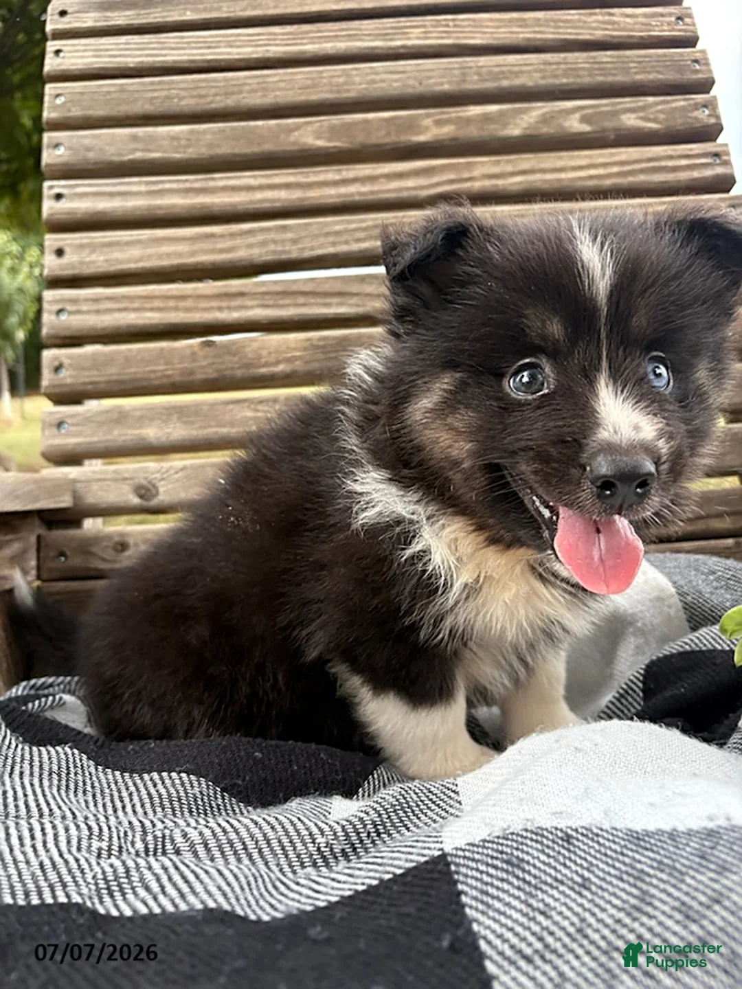 Pomsky dogs for sale: Max - Ad 2