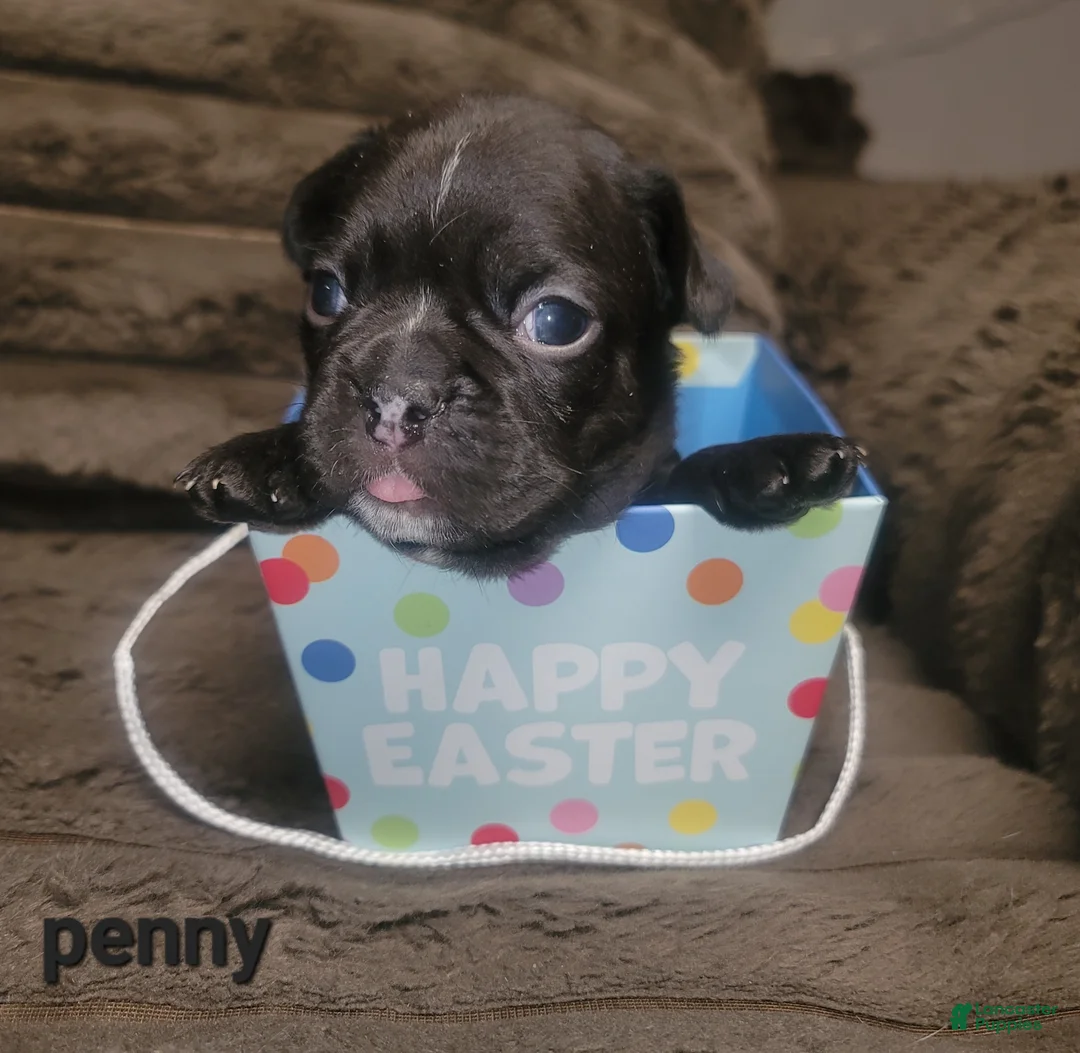 French Bulldog dogs for sale: Penelope  - Ad 2