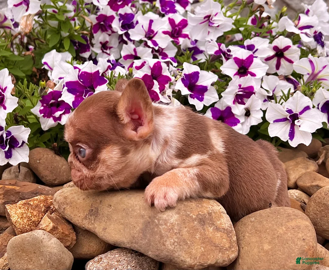 French Bulldog dogs for sale: Axel - Ad 4
