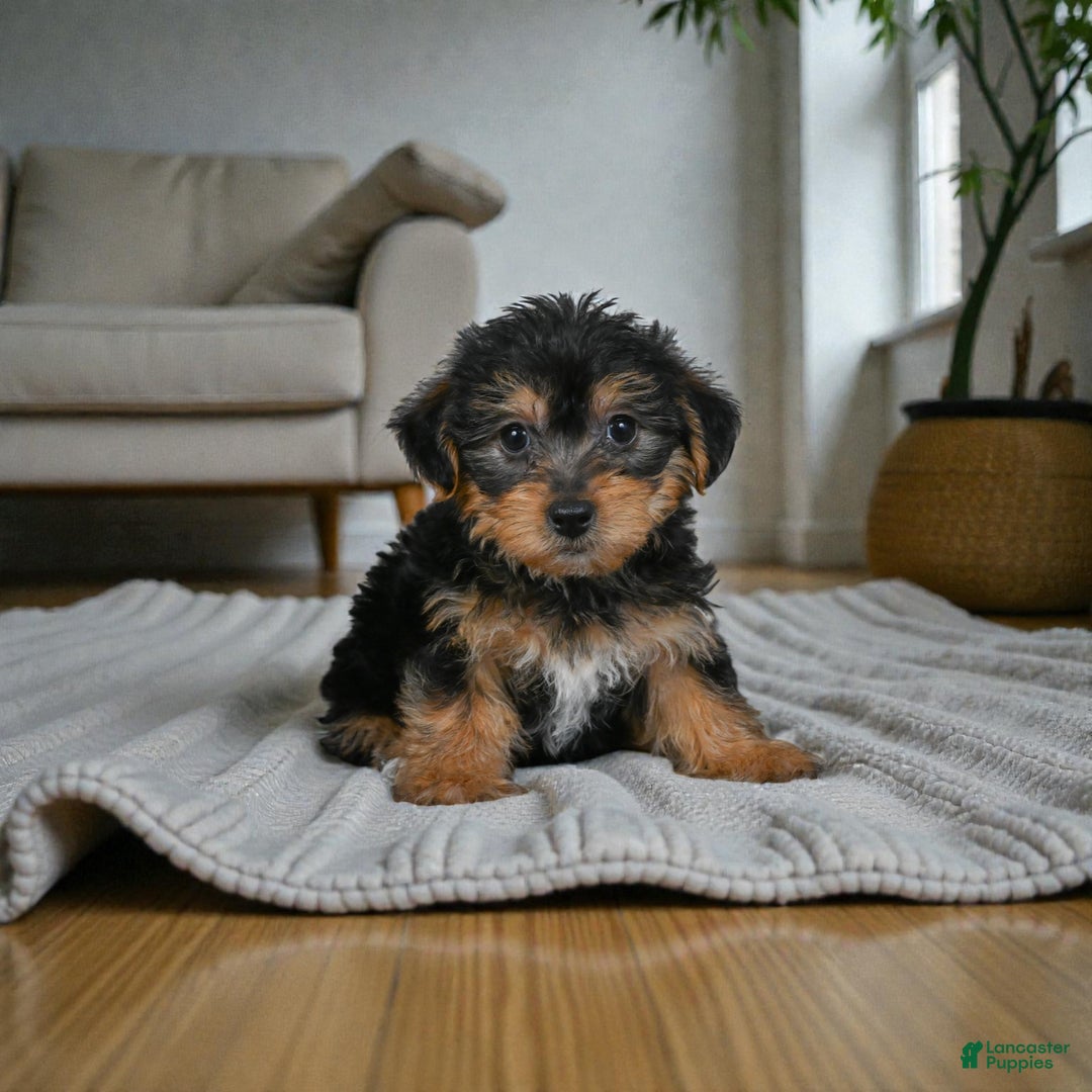 Yorkshire Terrier dogs for sale: GUS - Ad 5