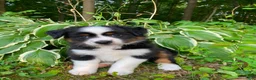 Miniature Australian Shepherd dogs for sale: Bella (Natural Tailed) - Ad 5