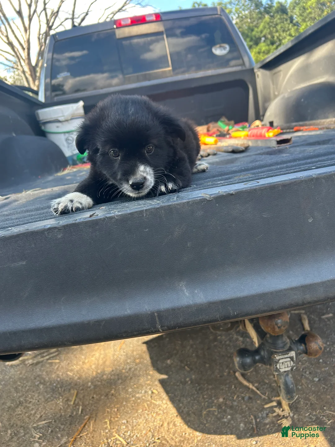 Miniature Australian Shepherd dogs for sale: Axio  - Ad 2