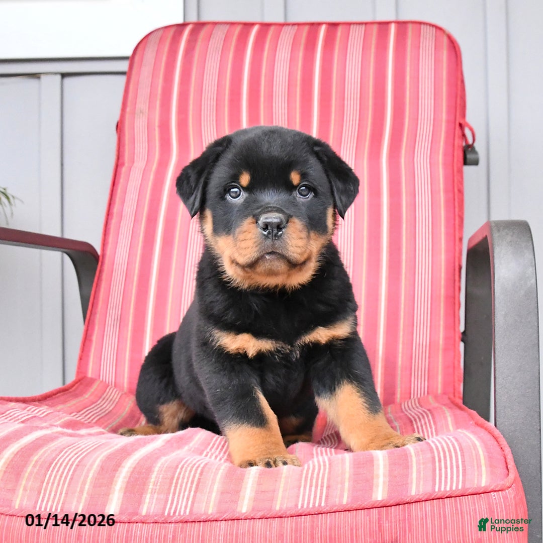 Rottweiler dogs for sale: Saber - Ad 3