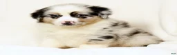 Miniature Australian Shepherd dogs for sale: Laine - Ad 6