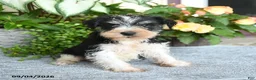 Miniature Schnauzer dogs for sale: Shane - Ad 4