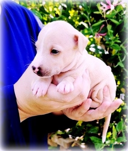 Italian Greyhound dogs Zoe - Ad 1
