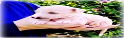Italian Greyhound dogs for sale: Zoe - Ad 1