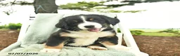 Mixed Breed dogs for sale: Rosie  - Ad 5