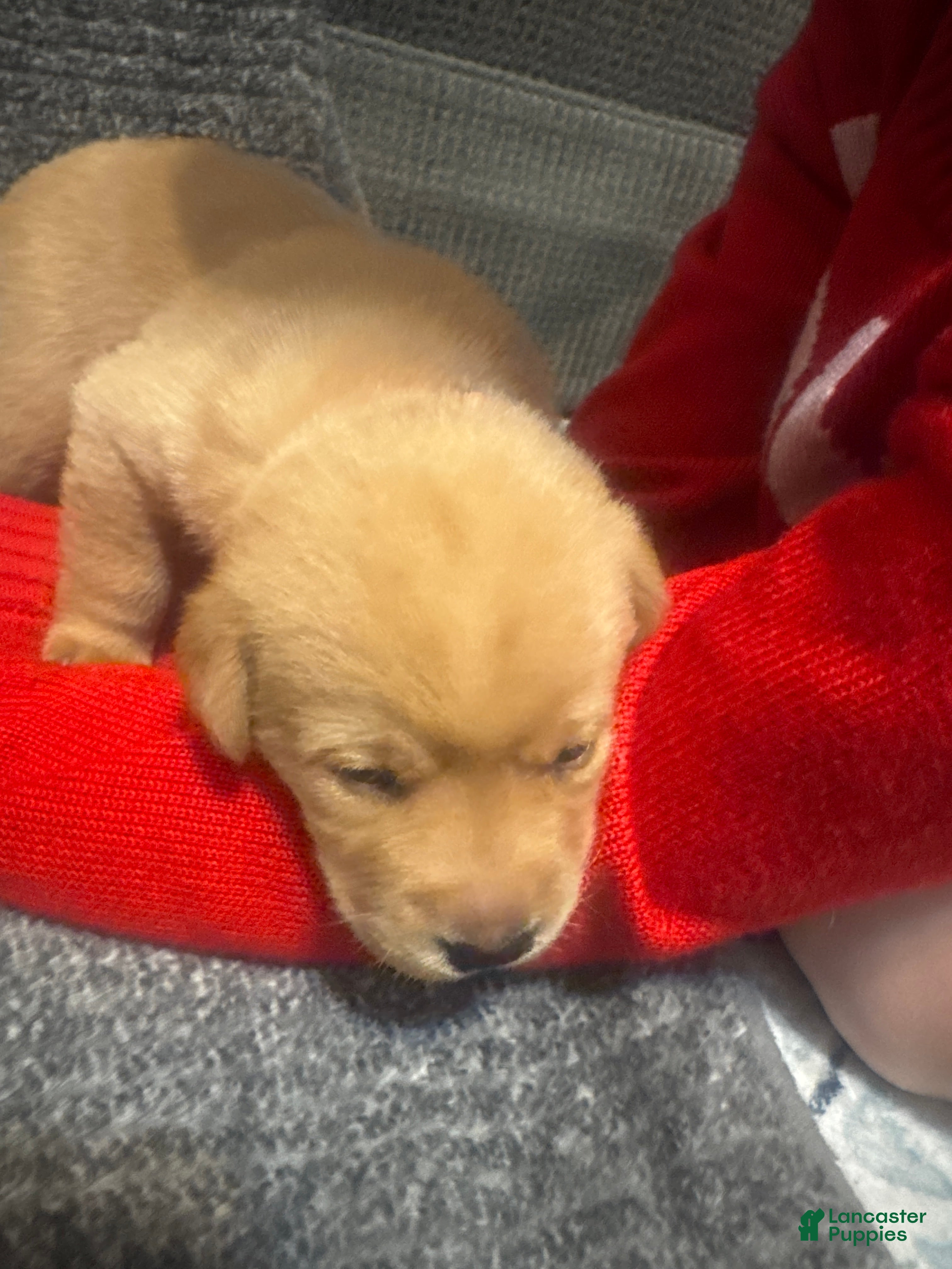 Labrador Retriever dogs Orange - Ad 5