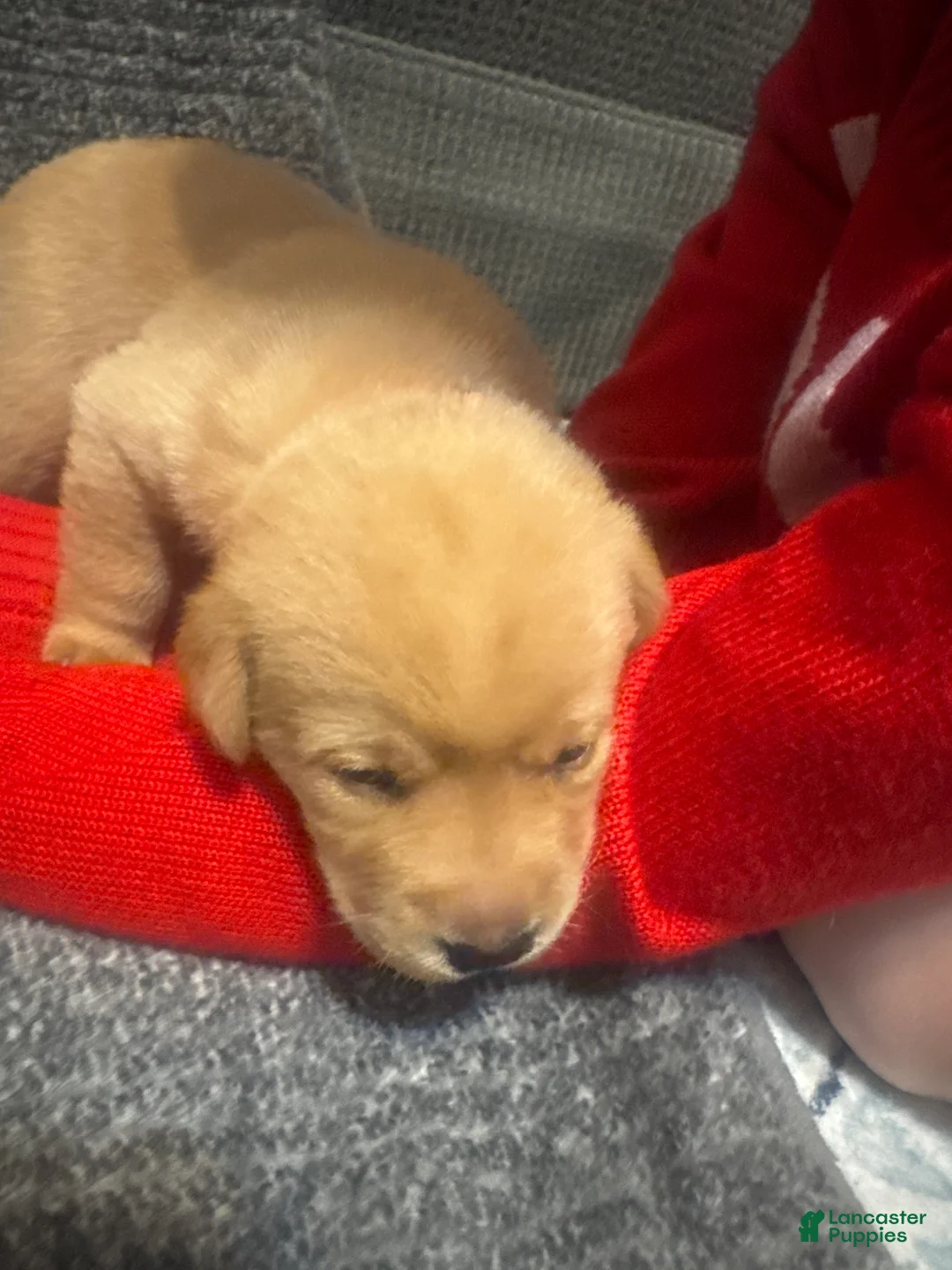 Labrador Retriever dogs for sale: Orange - Ad 1