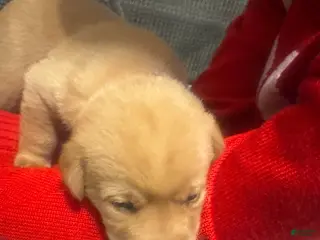 Labrador Retriever dogs Orange - Ad 5