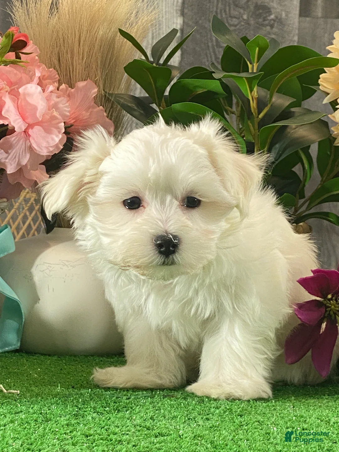Maltese dogs for sale: Madison - Ad 2
