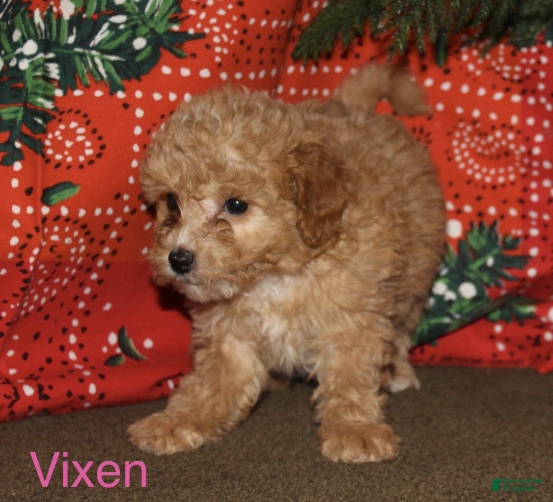Mini Goldendoodle dogs Vixen - Ad 28