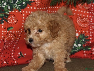 Mini Goldendoodle dogs Vixen - Ad 30