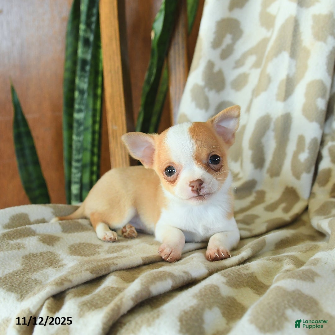 Chihuahua dogs for sale: Tulip - Ad 5