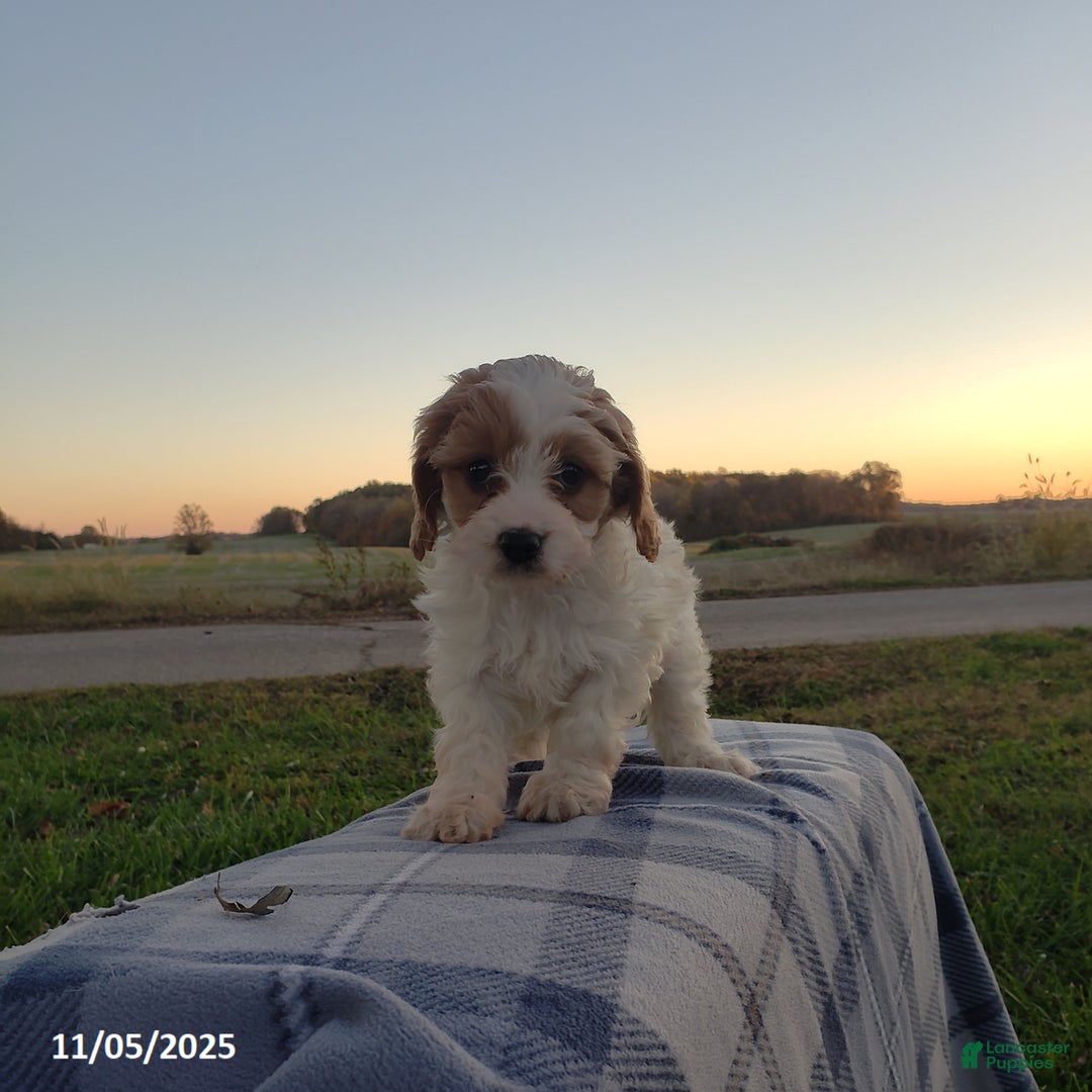 Cavapoo dogs for sale: Bella   - Ad 3