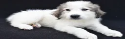 Great Pyrenees dogs for sale: Marnita - Ad 5