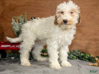 Mini Goldendoodle dogs Hudson - Ad 37