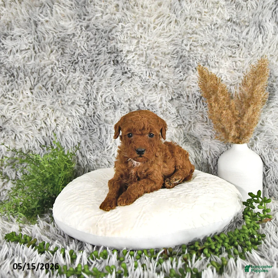 Toy Poodle dogs for sale: Jaxon - Ad 1