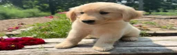 Golden Retriever dogs for sale: Finn - Ad 8