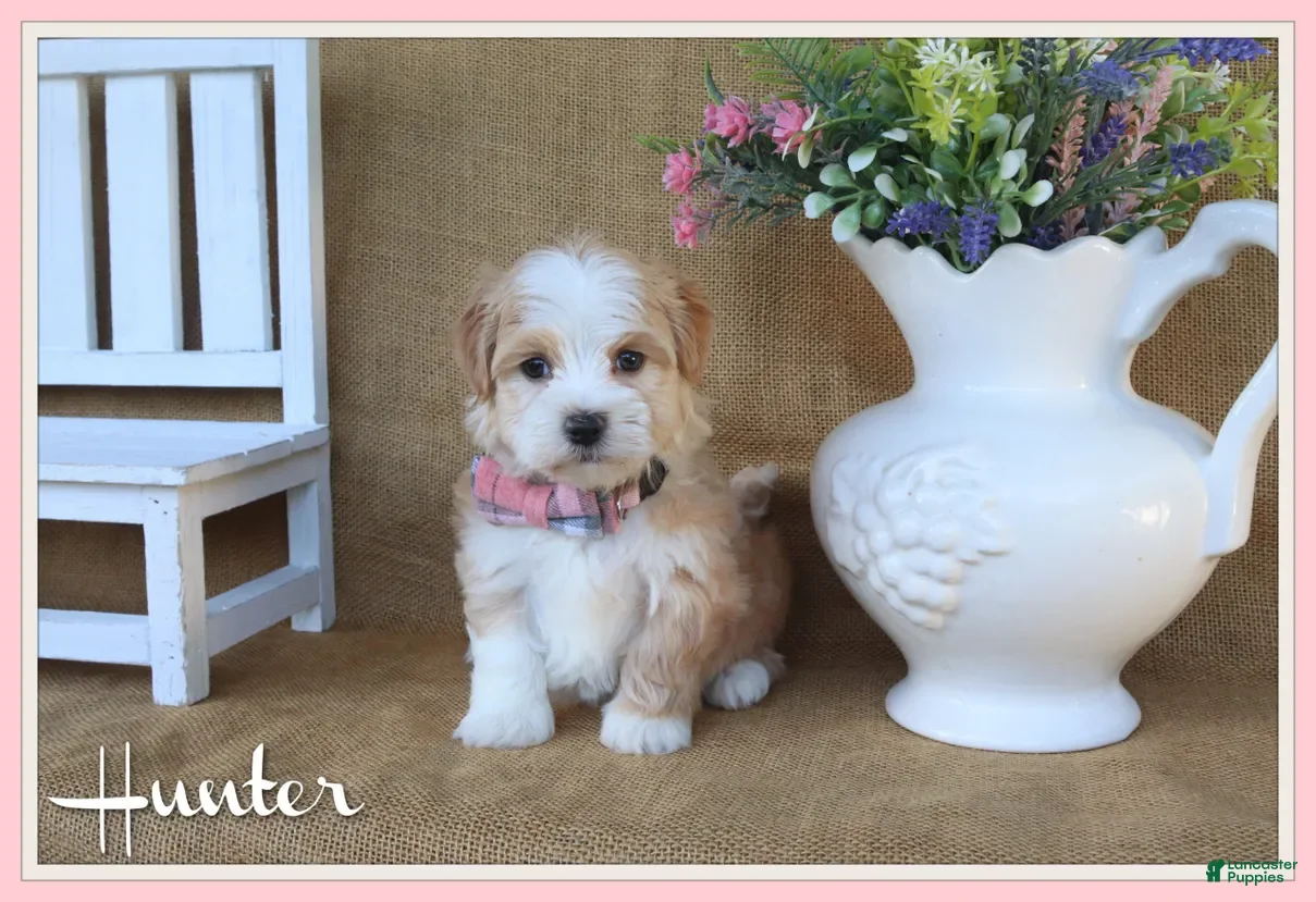 Havanese dogs Hunter - Ad 1