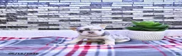 French Bulldog dogs for sale: Frankie - Ad 4