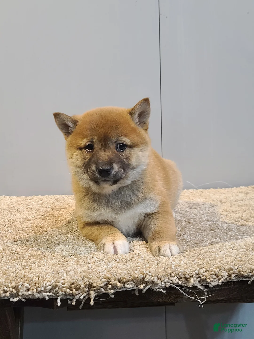 Shiba Inu dogs for sale: Tina - Ad 3