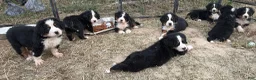 Bernese Mountain Dog dogs for sale: CamoGreen - Ad 23