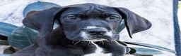 Great Dane dogs for sale: Bruce - Ad 3