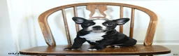 Frenchton dogs for sale: Rosie - Ad 2