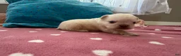 French Bulldog dogs for sale: Fluffy French Bulldog 1 - Ad 2