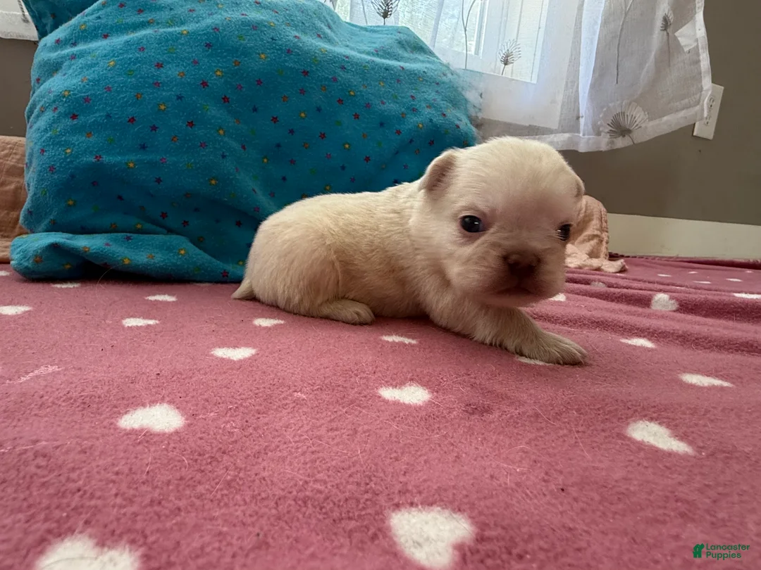 French Bulldog dogs for sale: Fluffy French Bulldog 1 - Ad 2