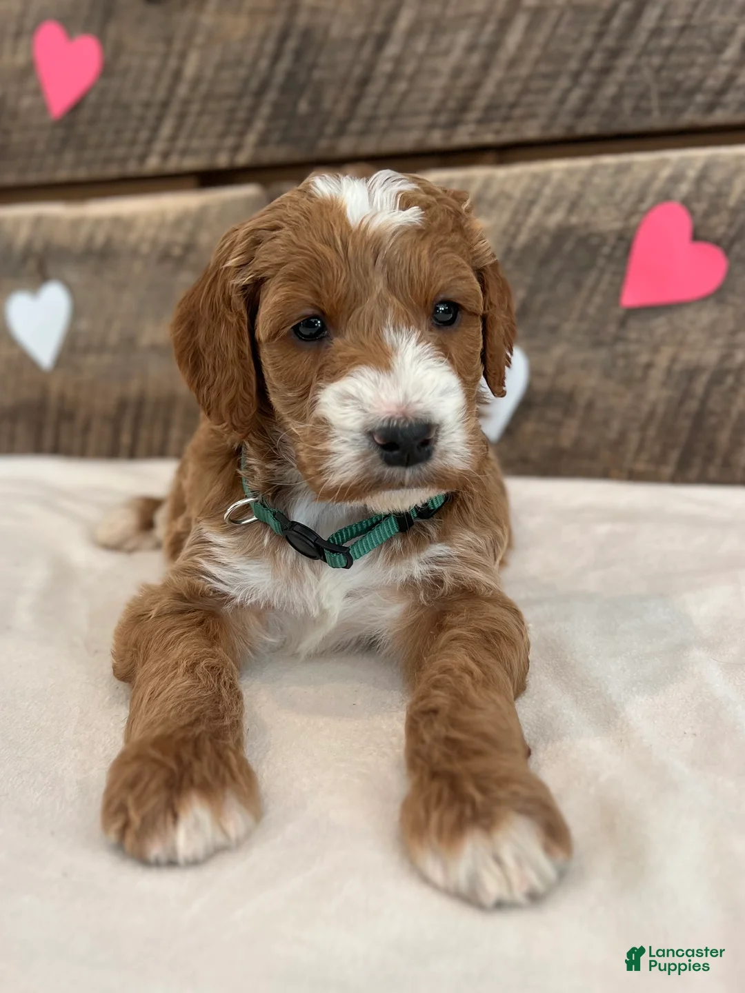 Irish Doodle dogs for sale: Jackson - Ad 6