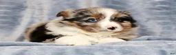 Miniature Australian Shepherd dogs for sale: Erin - Ad 8