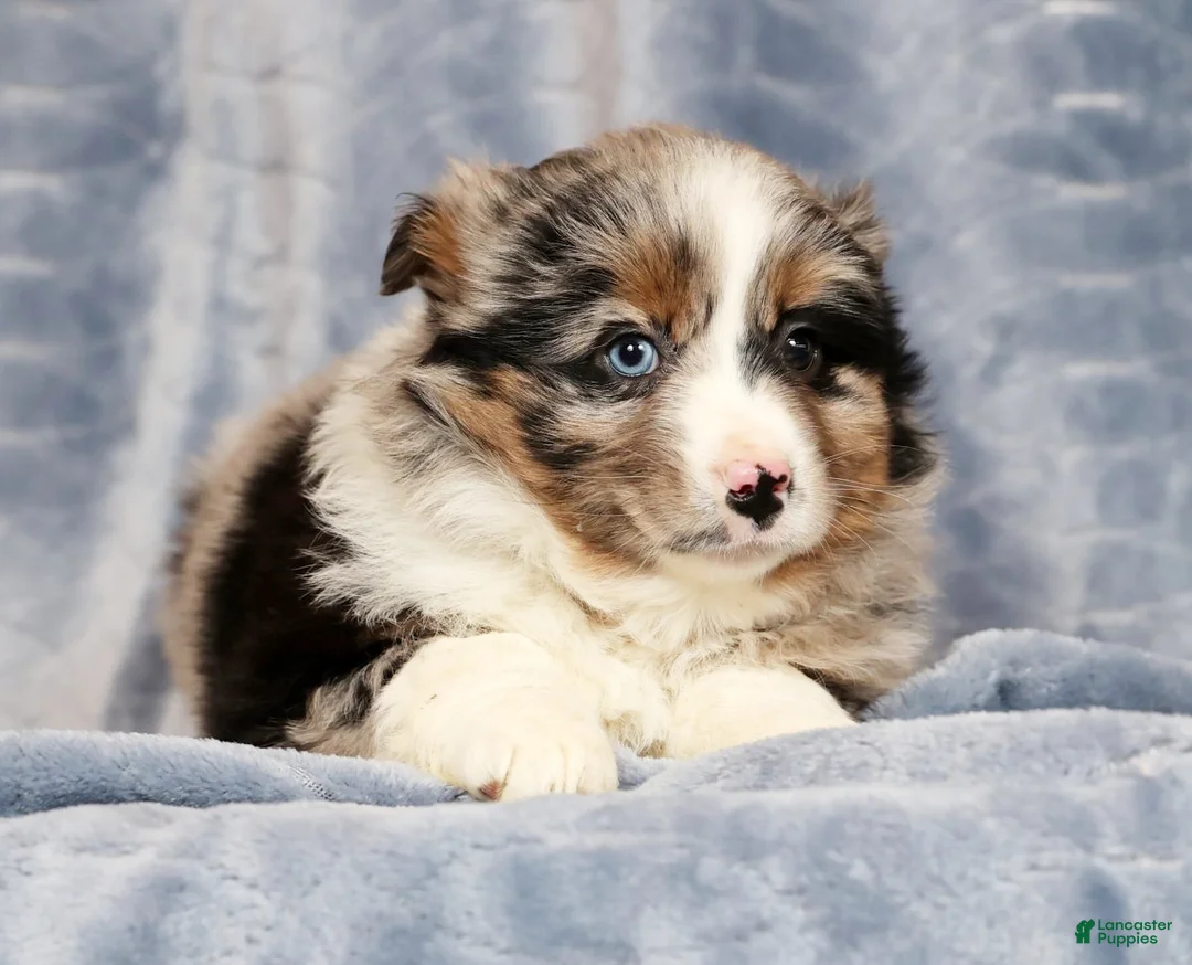 Miniature Australian Shepherd dogs for sale: Erin - Ad 8